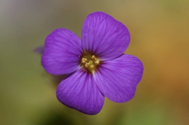 Küçük mor çiçek makro arka planı Aubrieta deltoidea aile brasicaceae