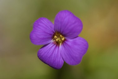 Küçük mor çiçek makro arka planı Aubrieta deltoidea aile brasicaceae