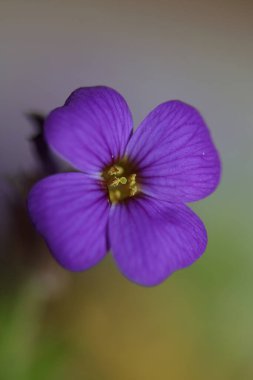 Küçük mor çiçek makro arka planı Aubrieta deltoidea aile brasicaceae