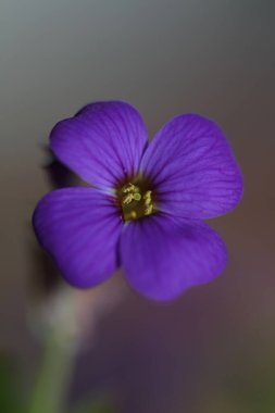 Küçük mor çiçek makro arka planı Aubrieta deltoidea aile brasicaceae