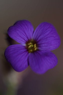 Küçük mor çiçek makro arka planı Aubrieta deltoidea aile brasicaceae