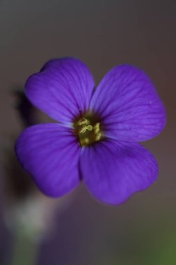 Küçük mor çiçek makro arka planı Aubrieta deltoidea aile brasicaceae