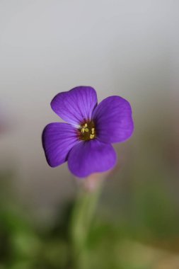 Küçük mor çiçek makro arka planı Aubrieta deltoidea aile brasicaceae