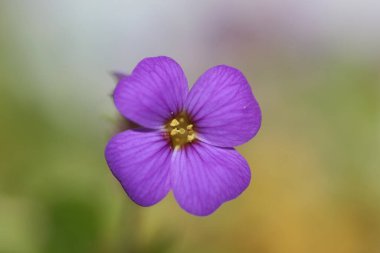 Küçük mor çiçek makro arka planı Aubrieta deltoidea aile brasicaceae