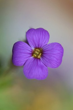 Küçük mor çiçek makro arka planı Aubrieta deltoidea aile brasicaceae