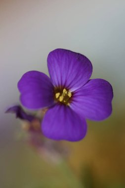 Küçük mor çiçek makro arka planı Aubrieta deltoidea aile brasicaceae