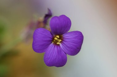 Küçük mor çiçek makro arka planı Aubrieta deltoidea aile brasicaceae