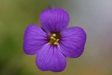 Küçük mor çiçek makro arka planı Aubrieta deltoidea aile brasicaceae