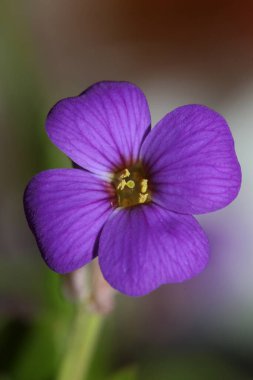 Küçük mor çiçek makro arka planı Aubrieta deltoidea aile brasicaceae
