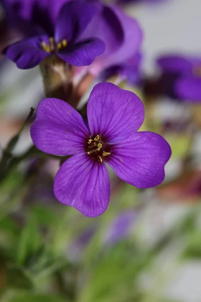 Mały Fioletowy Kwiat Makro Tło Aubrieta Deltoidea Rodzina Brasicaceae — Zdjęcie stockowe