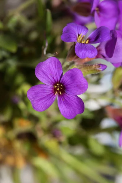 Latar Belakang Kecil Bunga Ungu Makro Famili Deltoidea Aubrieta Brasicaceae — Stok Foto