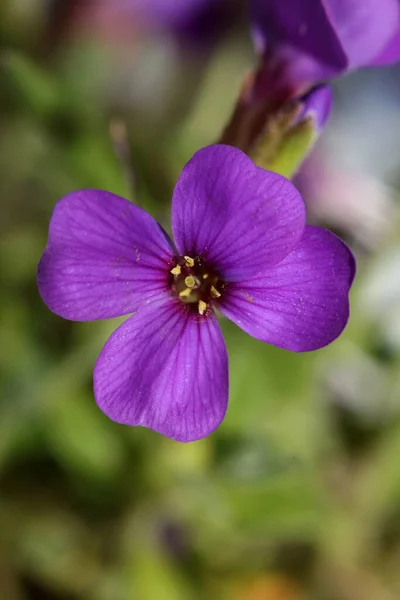 Petite Fleur Violette Macro Fond Aubrieta Deltoidea Famille Des Brasicacées — Photo