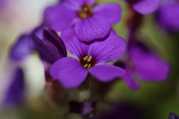 Latar Belakang Kecil Bunga Ungu Makro Famili Deltoidea Aubrieta Brasicaceae — Stok Foto