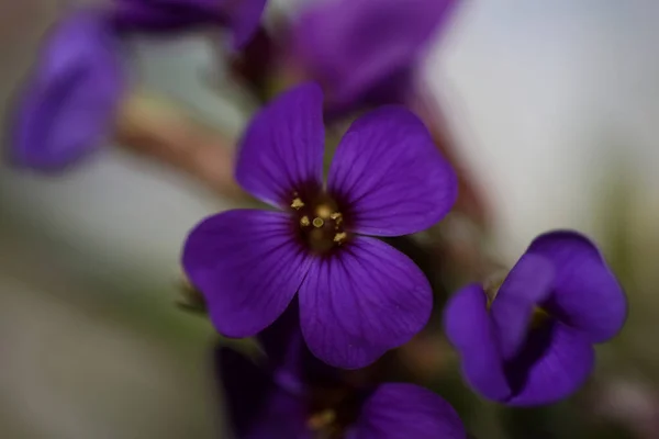 Petite Fleur Violette Macro Fond Aubrieta Deltoidea Famille Des Brasicacées — Photo