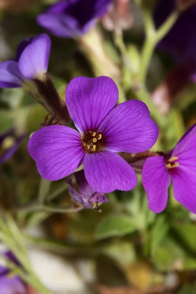 小さな紫色の花マクロの背景 オブリエタデルトアイデア科 — ストック写真