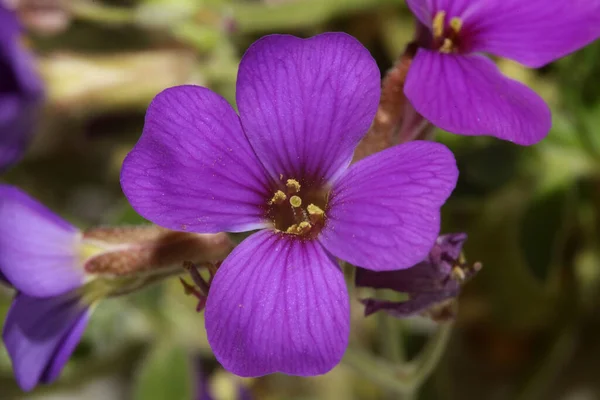 Small Purple Flower Macro Background Aubrieta Deltoidea Family Brasicaceae — Stock Photo, Image