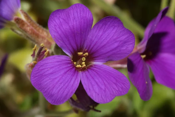 Latar Belakang Kecil Bunga Ungu Makro Famili Deltoidea Aubrieta Brasicaceae — Stok Foto