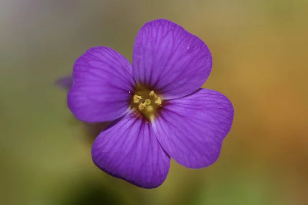 Small Purple Flower Macro Background Aubrieta Deltoidea Family Brasicaceae — Stock Photo, Image