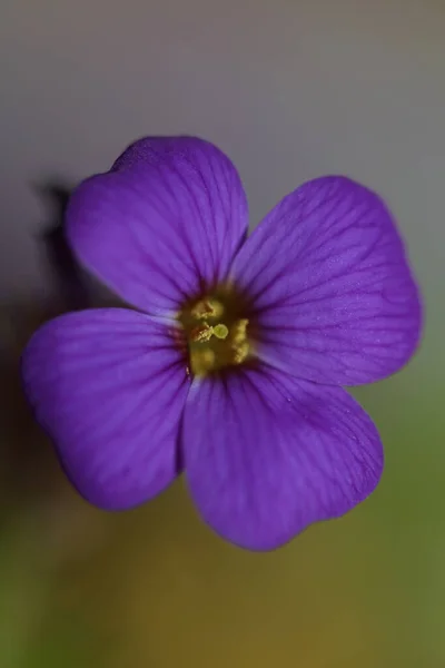 Petite Fleur Violette Macro Fond Aubrieta Deltoidea Famille Des Brasicacées — Photo