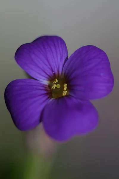 Petite Fleur Violette Macro Fond Aubrieta Deltoidea Famille Des Brasicacées — Photo