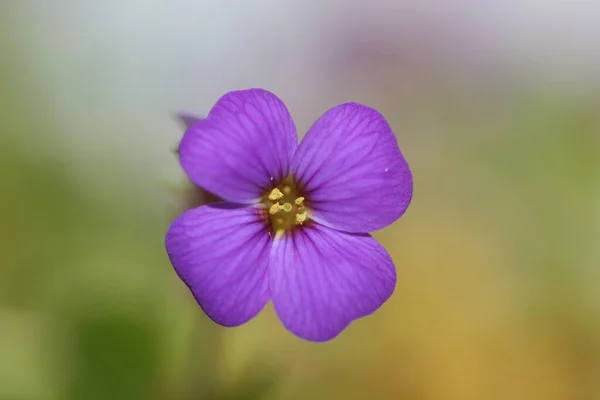 Small Purple Flower Macro Background Aubrieta Deltoidea Family Brasicaceae — Stock Photo, Image