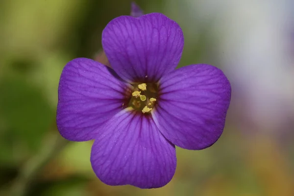 Petite Fleur Violette Macro Fond Aubrieta Deltoidea Famille Des Brasicacées — Photo