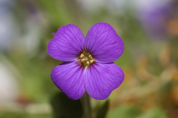 Pequena Flor Roxa Fundo Macro Aubrieta Deltoidea Família Brasicaceae — Fotografia de Stock