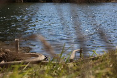 Nehir manzarası Dorsten Almanya Corona virüsü çarpı arkaplan baskısı