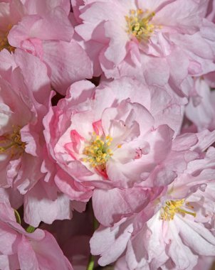 Pembe kiraz çiçeği arka plan prunus serrulata rosaceae aile baskılarını kapat