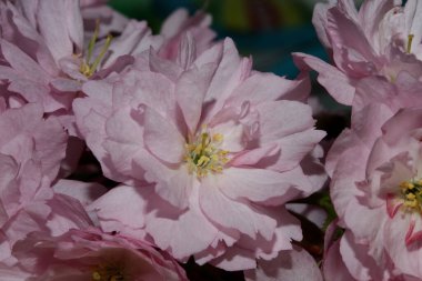 Pembe kiraz çiçeği arka plan prunus serrulata rosaceae aile baskılarını kapat