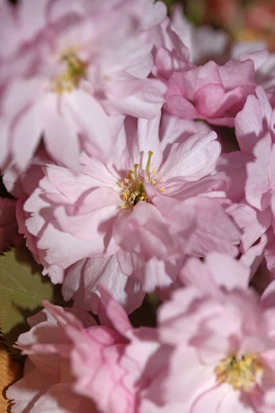 Розовый Вишневый Цветок Закрыть Задний План Чернослив Serrulata Rosaceae Печати — стоковое фото