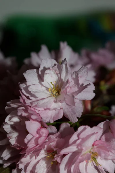 Розовый Вишневый Цветок Закрыть Задний План Чернослив Serrulata Rosaceae Печати — стоковое фото