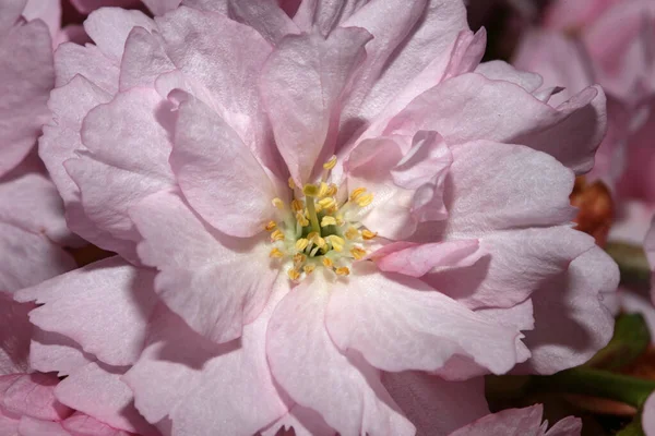 Розовый Вишневый Цветок Закрыть Задний План Чернослив Serrulata Rosaceae Печати — стоковое фото