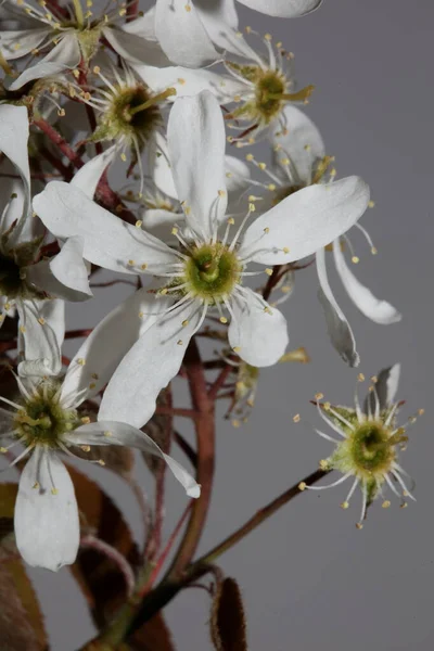 ホワイトスター春の花を閉じますバックグランド現代的な高品質のプリント — ストック写真