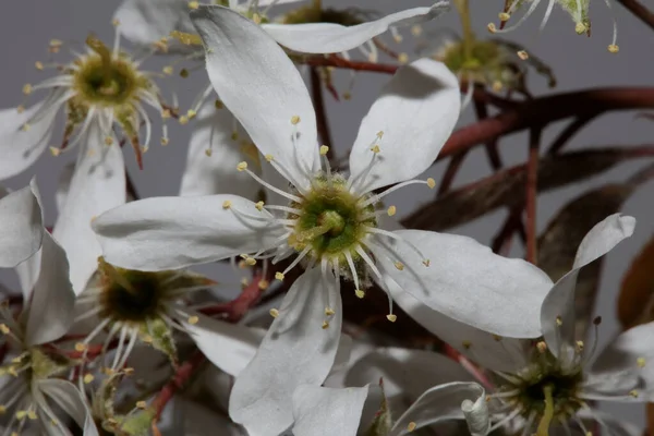 White Star Spring Flower Close Background Modern High Quality Print — Stock Photo, Image