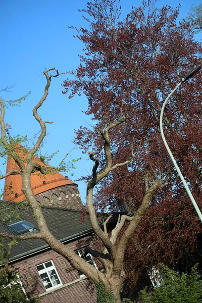 Weg Van Dorsten Naar Haltern See Noord Duitsland Achtergrond Afdrukken — Stockfoto