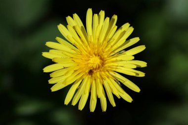 Yabani çiçek taraxacum officinale hindiba blowball asteraceae ailesinin arka planda yüksek kaliteli baskılar