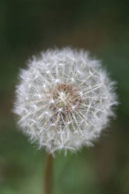 Yabani çiçek taraxacum officinale hindiba blowball asteraceae ailesinin arka planda yüksek kaliteli baskılar