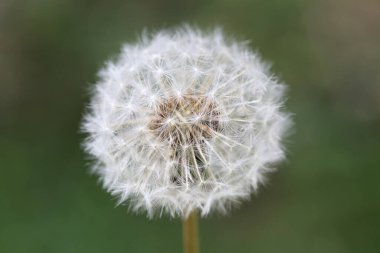 Yabani çiçek taraxacum officinale hindiba blowball asteraceae ailesinin arka planda yüksek kaliteli baskılar