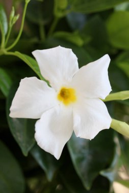 Beyaz mandevilla bella çiçeği Şili yasemin ailesi apocynaceae arka plan yüksek kaliteli baskılar