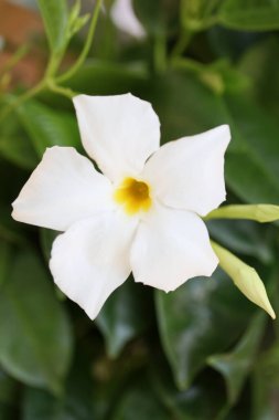 Beyaz mandevilla bella çiçeği Şili yasemin ailesi apocynaceae arka plan yüksek kaliteli baskılar