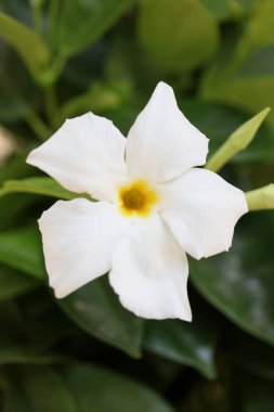 Beyaz mandevilla bella çiçeği Şili yasemin ailesi apocynaceae arka plan yüksek kaliteli baskılar