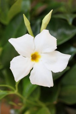 Beyaz mandevilla bella çiçeği Şili yasemin ailesi apocynaceae arka plan yüksek kaliteli baskılar
