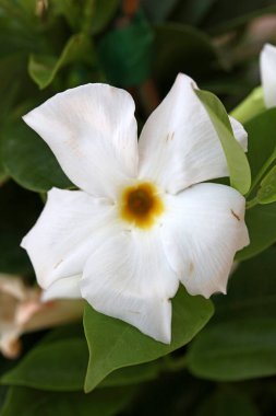 Beyaz mandevilla bella çiçeği Şili yasemin ailesi apocynaceae arka plan yüksek kaliteli baskılar