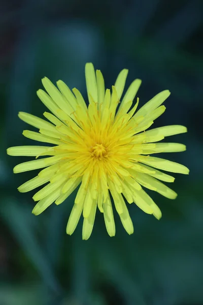 Wild Flower Taraxacum Officinale Dandelion Blowball Asteraceae Family Background High — Stock Photo, Image