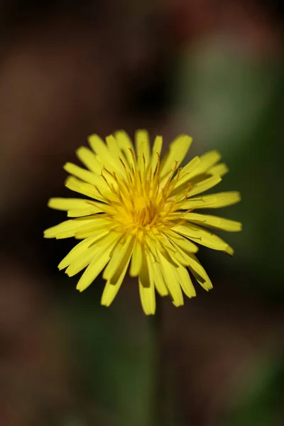 Wild Flower Taraxacum Officinale Dandelion Blowball Asteraceae Family Background High — 스톡 사진