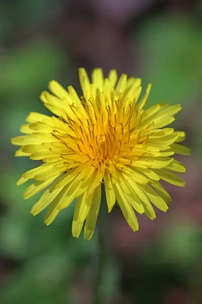 Wild Flower Taraxacum Officinale Dandelion Blowball Asteraceae Family Background High — 스톡 사진