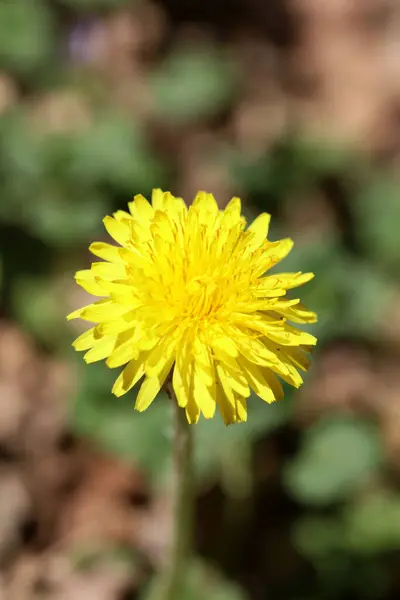 Flores Silvestres Taraxacum Officinale Diente León Blowball Asteraceae Familia Fondo —  Fotos de Stock