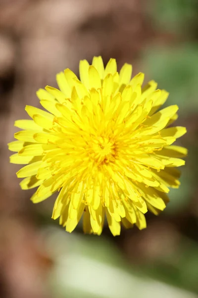 Дикий Цветок Taraxacum Officinale Dandelion Blowball Asteraceae Семьи Фон Высокого — стоковое фото