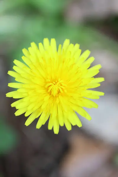 Yabani Çiçek Taraxacum Officinale Hindiba Blowball Asteraceae Ailesinin Arka Planda — Stok fotoğraf